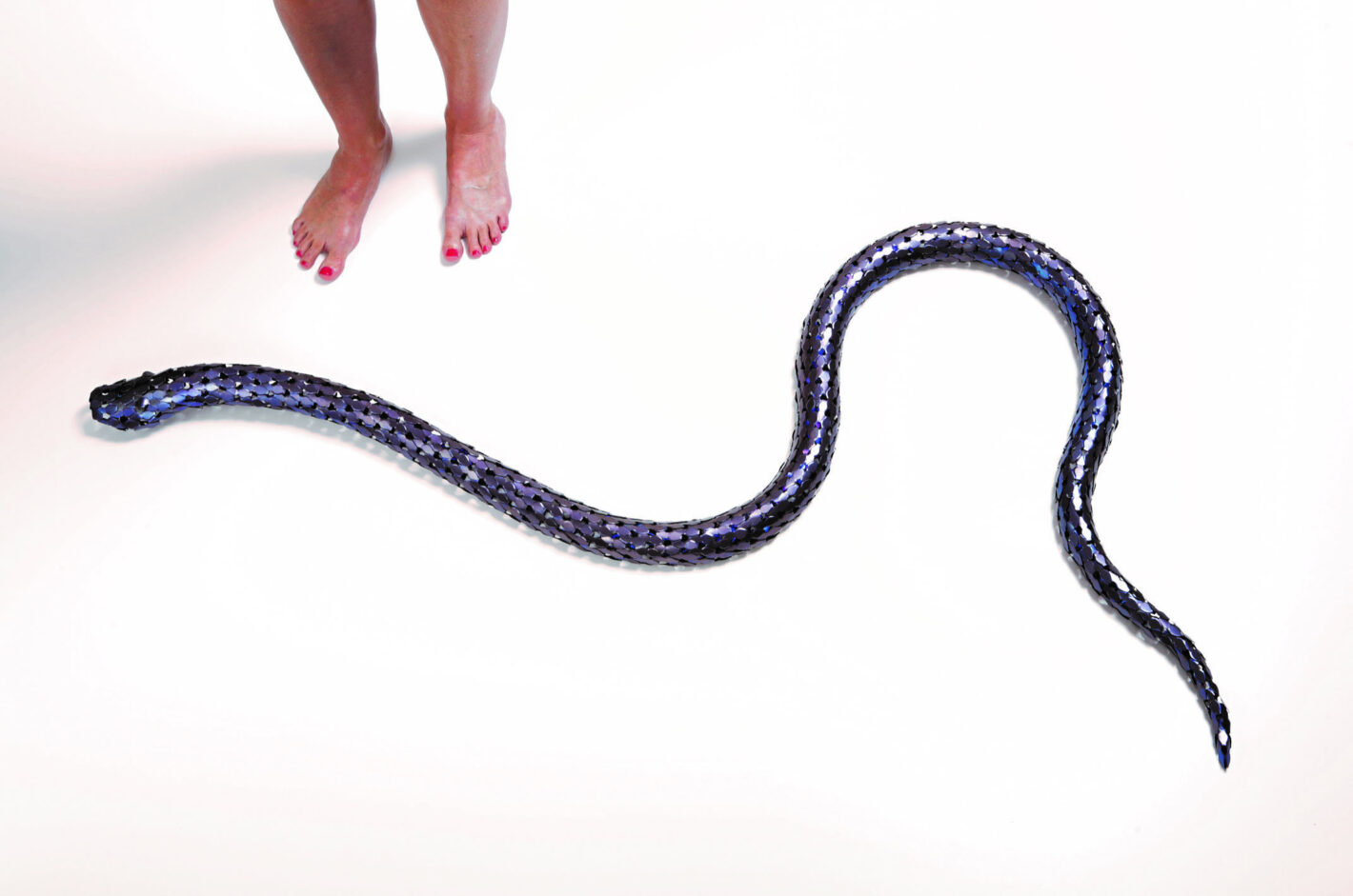 David Bielander Python pic by Dirk Eisel